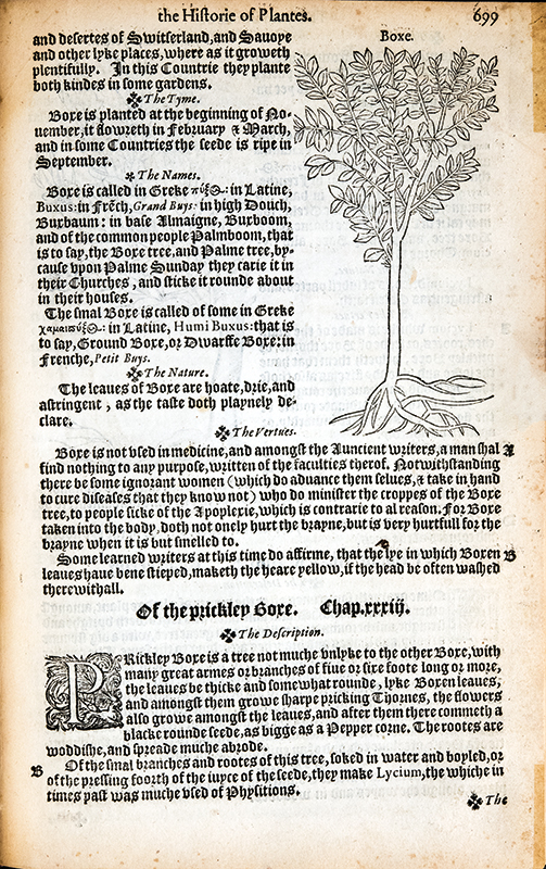 Entry on boxwood from the Historie of Plantes 